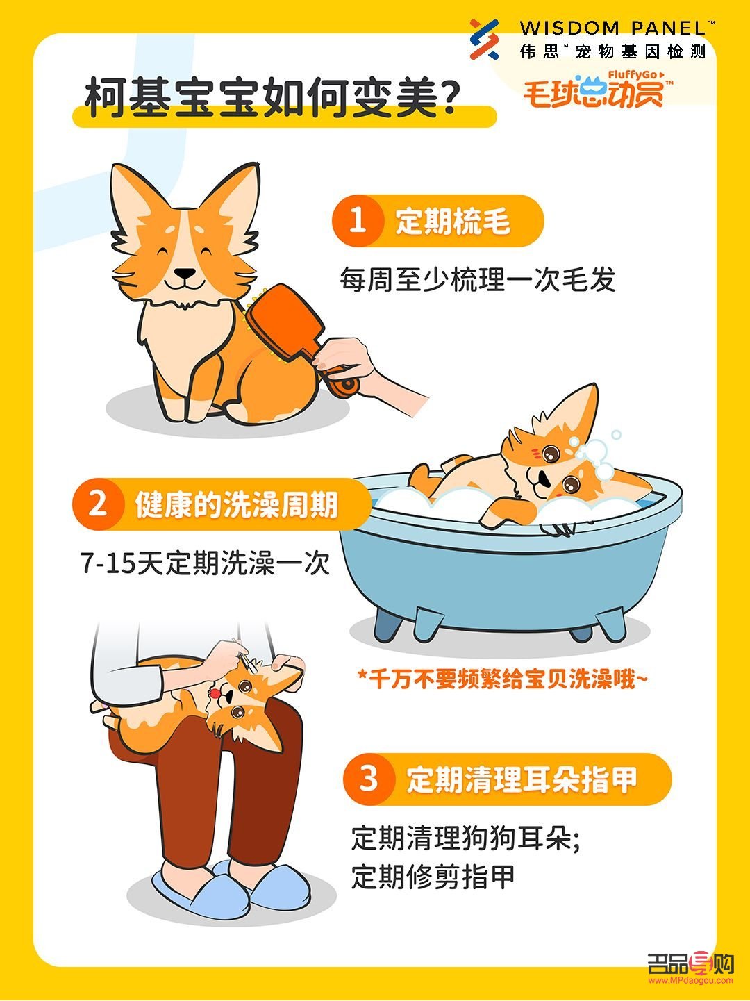 怎么给柯基护理身体(怎么给柯基护理身体视频)