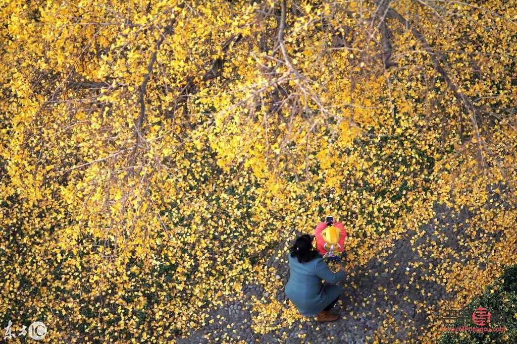 今日银行黄金价格2019年12月4日(今日银行黄金价格2019年12月4日是多少钱) 今日银行黄金价格2019年12月4日(今日银行黄金价格2019年12月4日是多少钱)