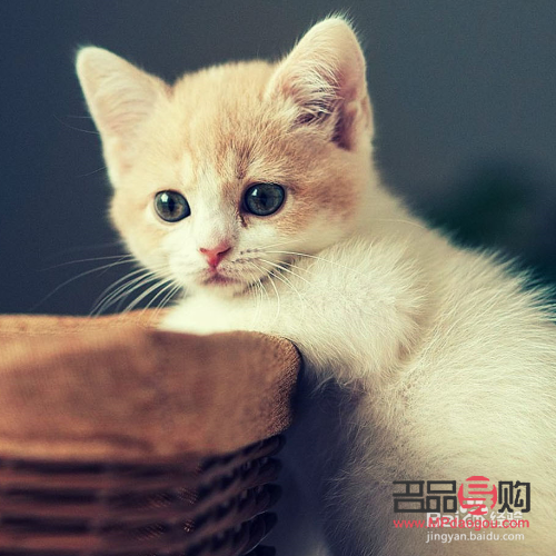 猫平时怎么护理身体(猫平时怎么护理身体健康)