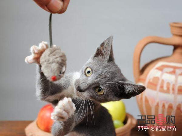 猫平时怎么护理身体(猫平时怎么护理身体健康)