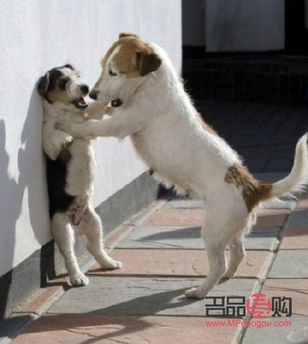 <h3>韩国宠物美容文化：狗狗的美容护理深受重视</h3>