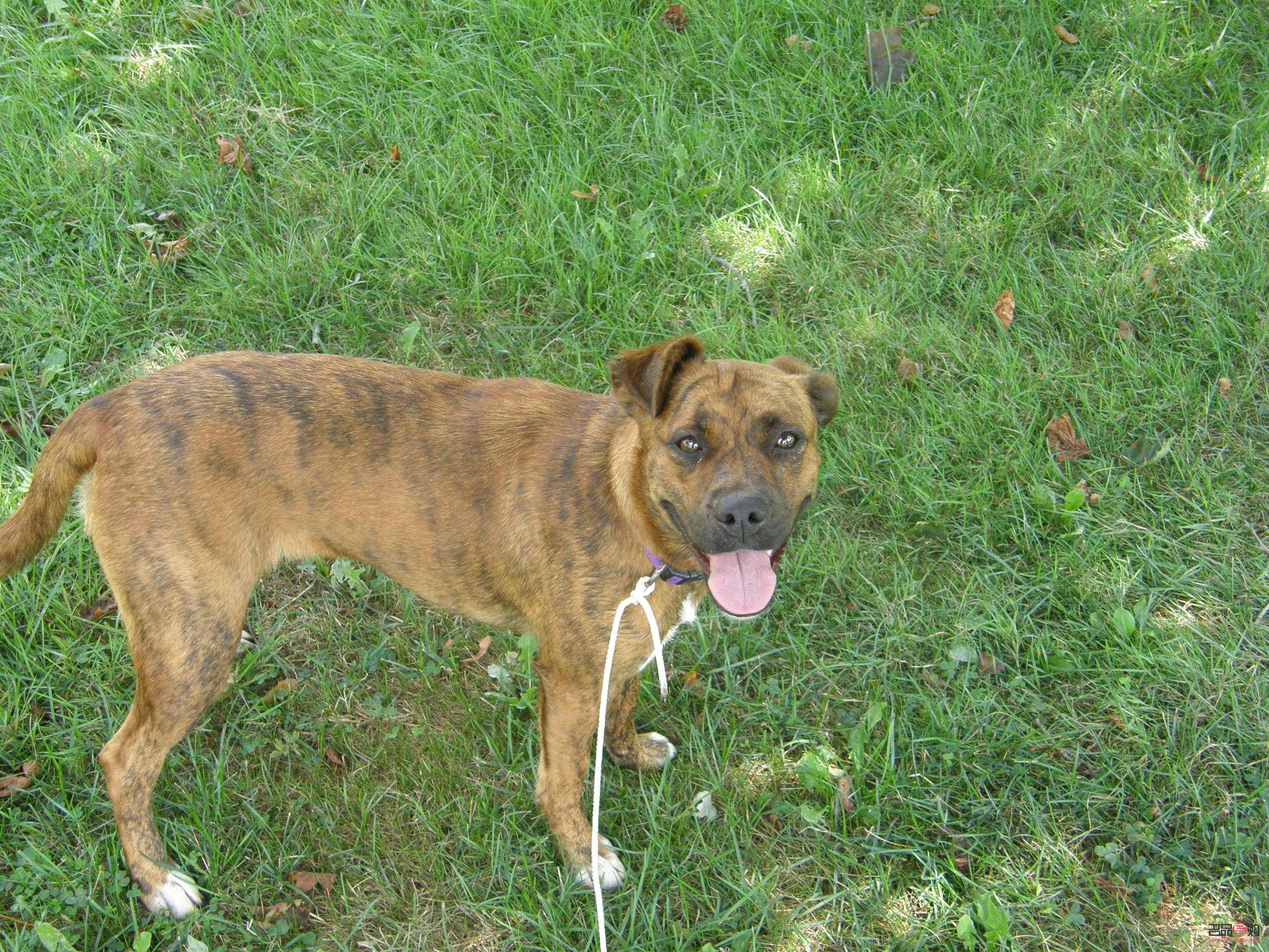 <h3>韩国宠物美容文化：狗狗的美容护理深受重视</h3>