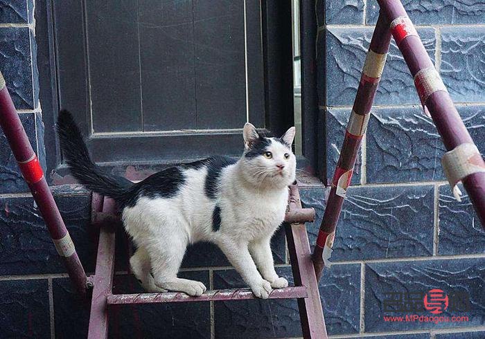 <h3>DIY猫咪圣诞礼物的制作方法与乐趣</h3>