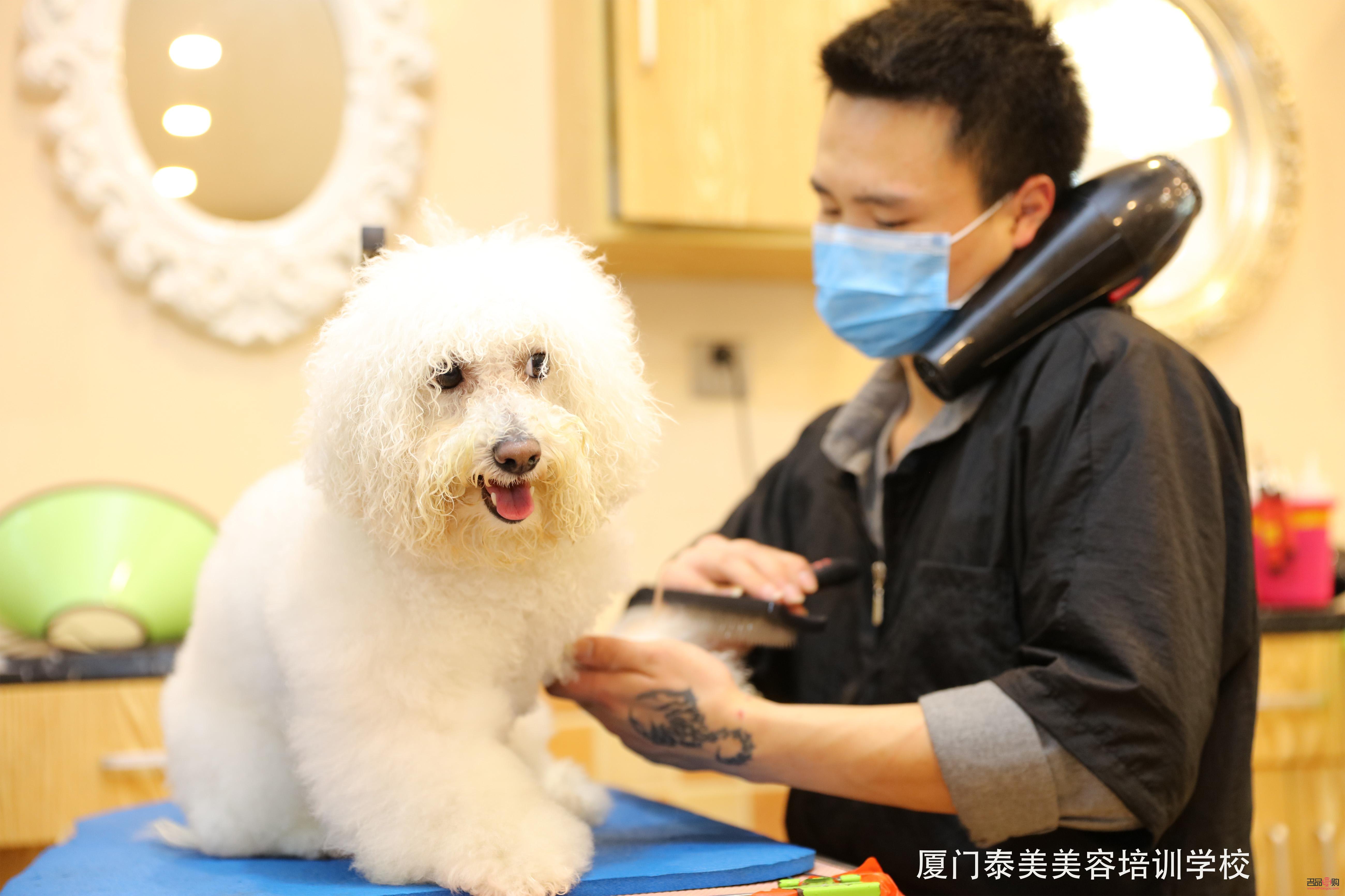 当宠物美容怎么样(当宠物美容怎么样呢)