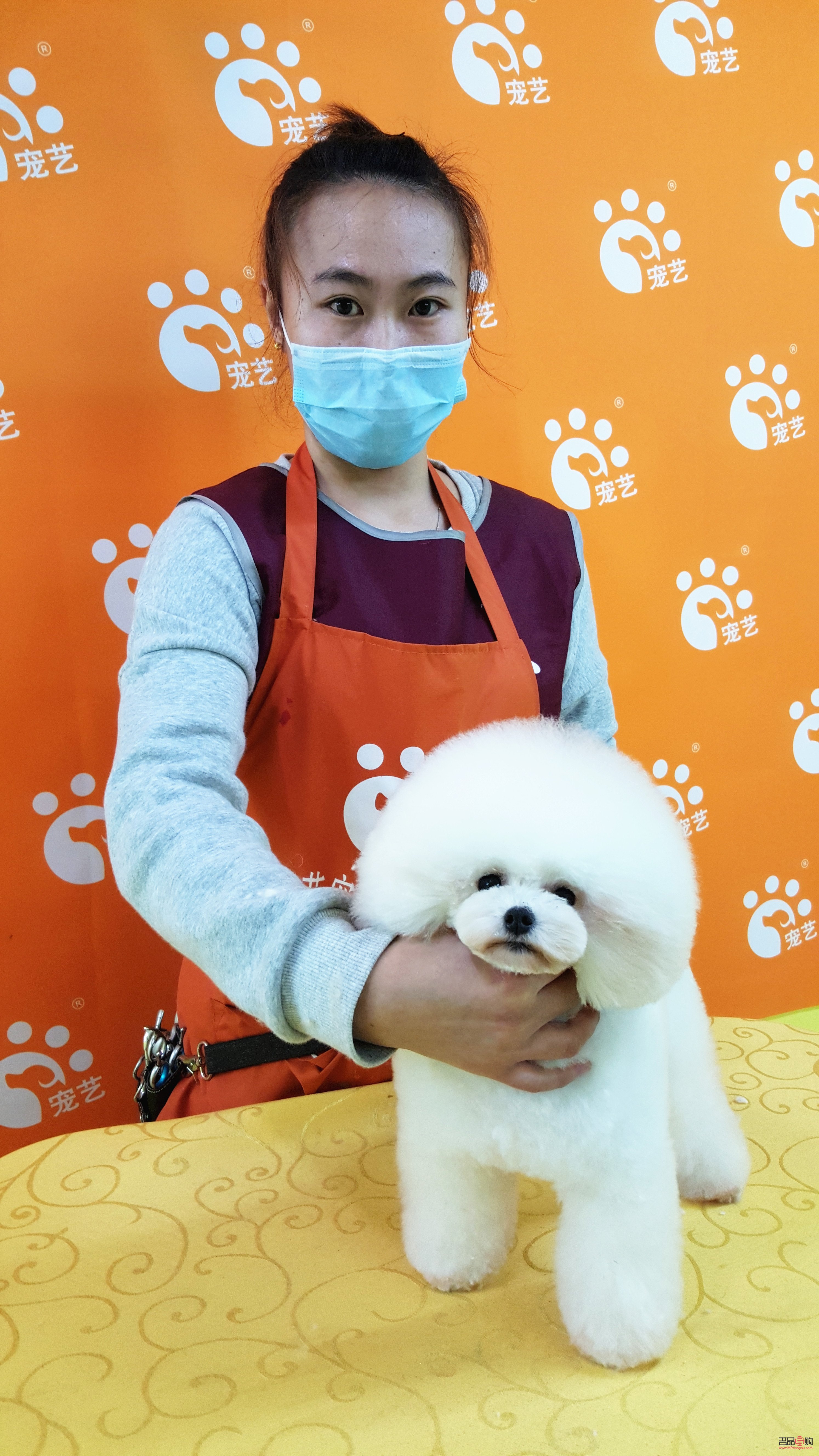 当宠物美容怎么样(当宠物美容怎么样呢)