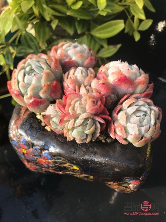 身体护理小太阳怎么做(身体护理小太阳怎么做好)