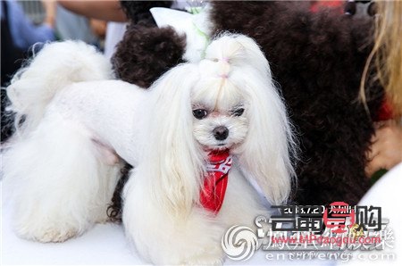 <h3>爱犬美容全攻略：打造靓丽汪星人的秘诀</h3>