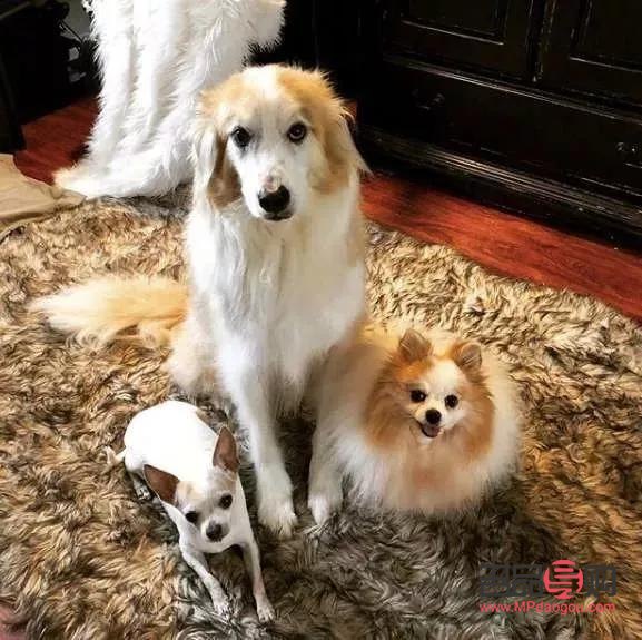 <h3>爱犬美容全攻略：打造靓丽汪星人的秘诀</h3>