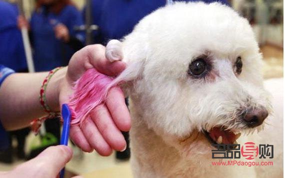 羽泉教你如何为爱犬打造美丽造型