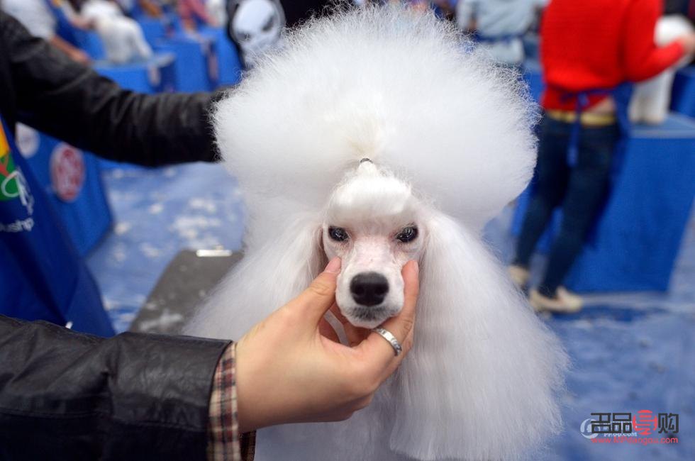 羽泉教你如何为爱犬打造美丽造型