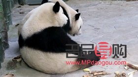 <h3>美容用激光打疼吗？</h3>