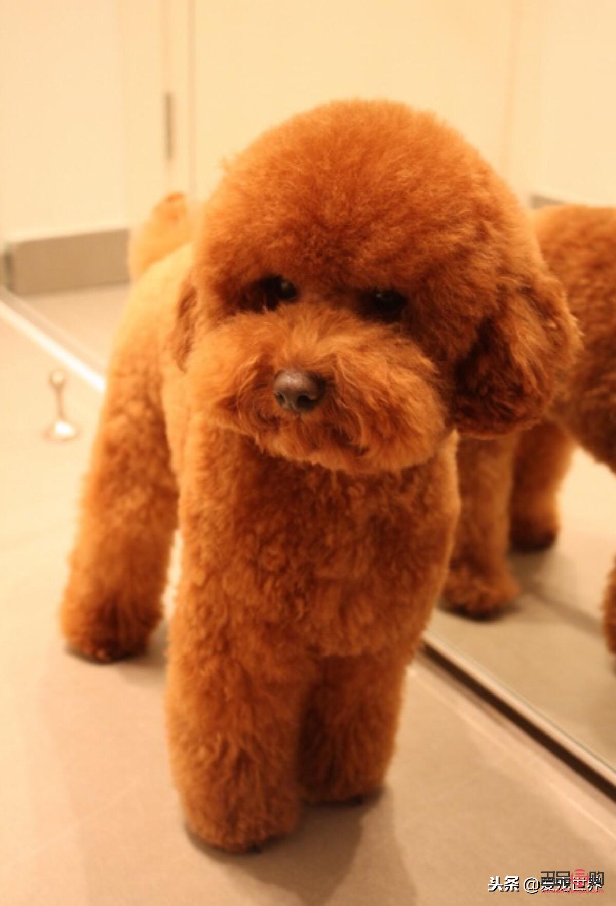 <h3>泰迪美容全攻略:打造靓丽爱宠的秘诀</h3> <h3>泰迪美容全攻略:打造靓丽爱宠的秘诀</h3>