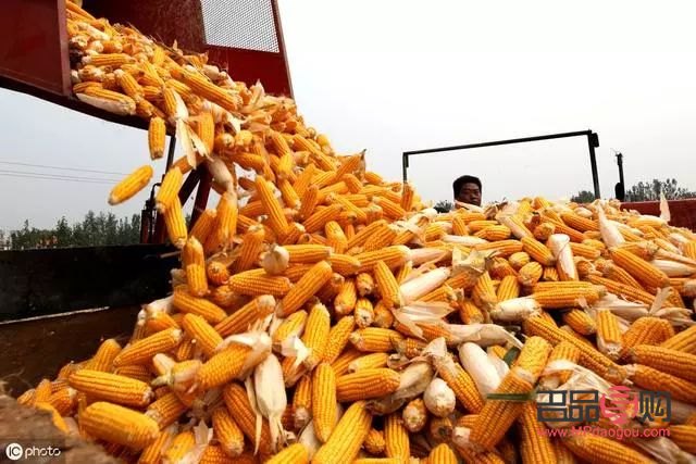 今日黄金实时行情克价(今日黄金价格行情一克多少)