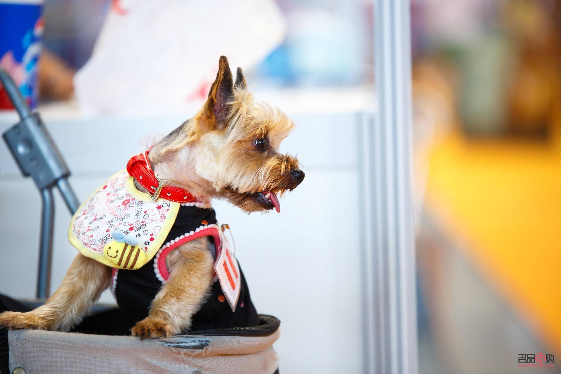 <h3>宠物美容:累并快乐着</h3> <h3>宠物美容:累并快乐着</h3>