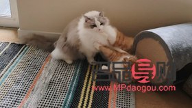 <h3>宠物美容:累并快乐着</h3> <h3>宠物美容:累并快乐着</h3>