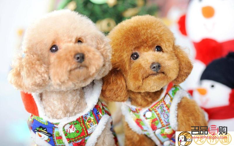 <h3>泰迪身体美容护理全攻略</h3>