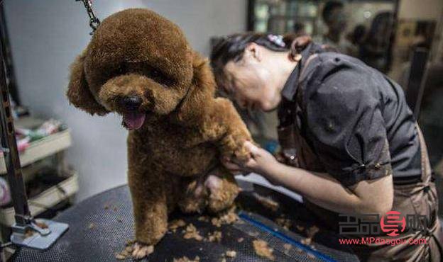 <h3>泰迪身体美容护理全攻略</h3>