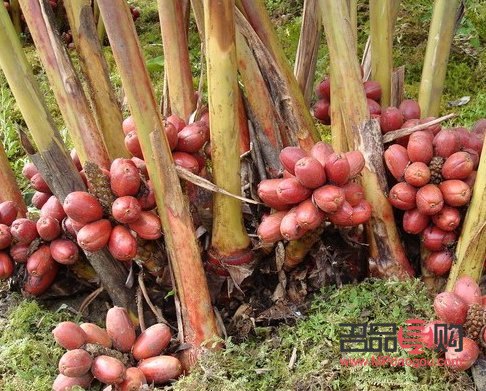 草果在美容领域的潜力与实际应用