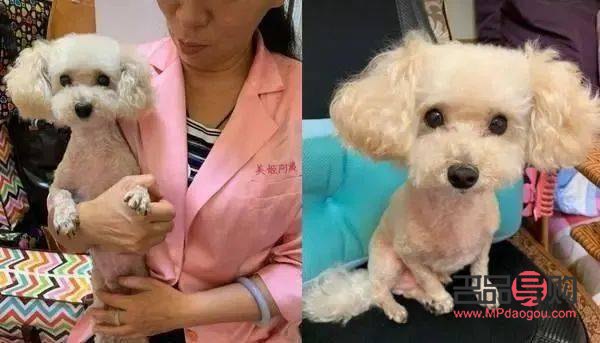 美容院最怕什么狗(美容院最怕别人告什么)