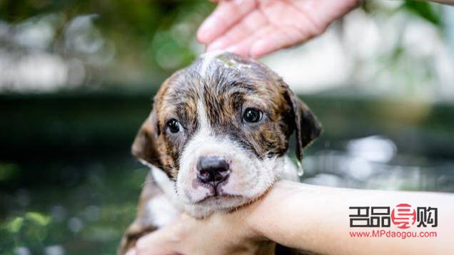 美容院最怕什么狗(美容院最怕别人告什么)