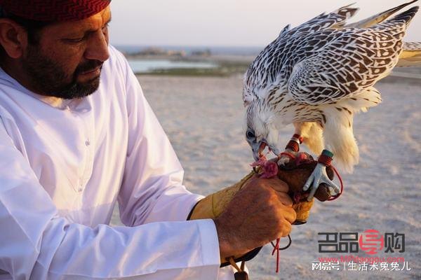 猎鹰平时怎么护理身体(猎鹰平时怎么护理身体的)