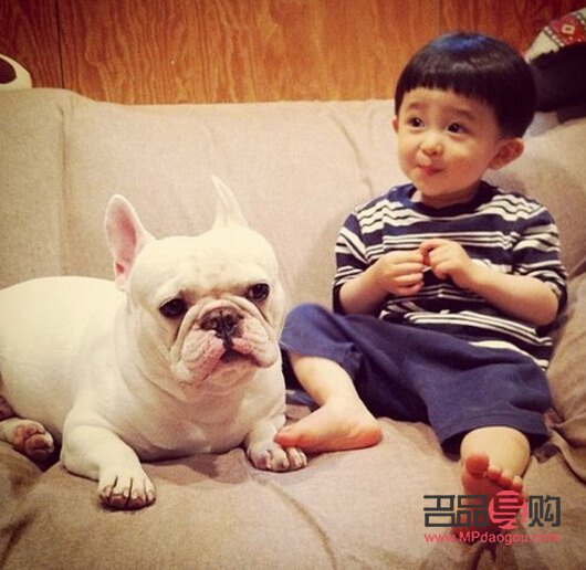 <h3>春天爱犬护理全攻略：呵护狗狗健康，享受温暖时光</h3>