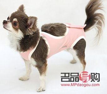 春天爱犬护理全攻略：呵护狗狗健康，享受温暖时光