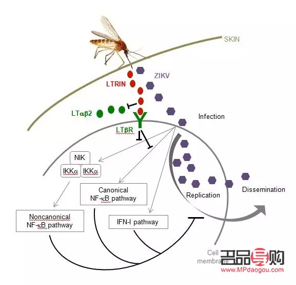 <h3>探索眼型奥秘：不同眼型适合的睫毛款式大全</h3>