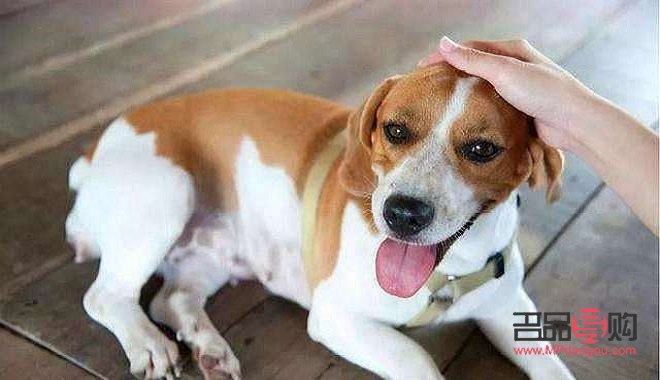 <h3>探索狗狗美容的奥秘：寻找最佳学习平台</h3>