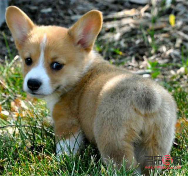 探索狗狗美容的奥秘：寻找最佳学习平台