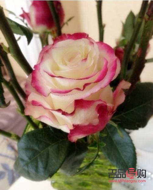 射手座女人礼物是什么(射手座女生礼物)