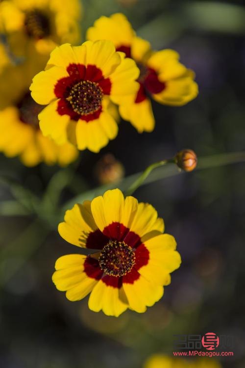 雪菊能不能美容(雪菊能不能美容呢) 雪菊能不能美容(雪菊能不能美容呢)