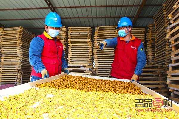 雪菊能不能美容(雪菊能不能美容呢) 雪菊能不能美容(雪菊能不能美容呢)