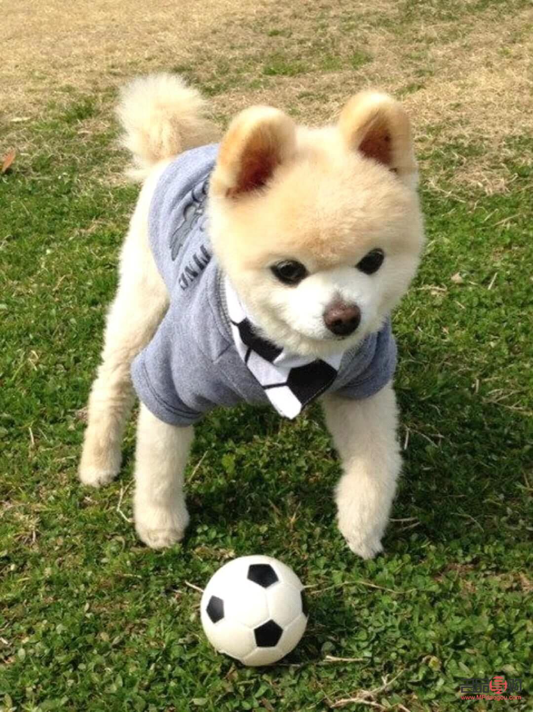 狗怎么做身体护理(狗怎么做身体护理视频)