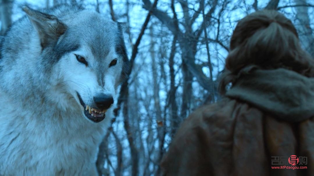 冰原狼怎么护理身体(冰原狼怎么护理身体健康)