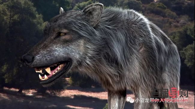 冰原狼怎么护理身体(冰原狼怎么护理身体健康)