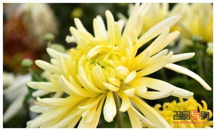 盛爱美容怎么样(盛爱美容怎么样可靠吗)