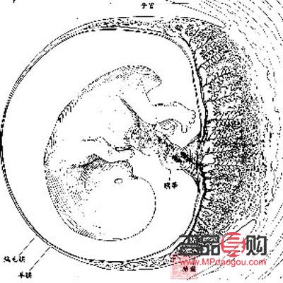 胎盘有美容效果吗(胎盘有美容效果吗)