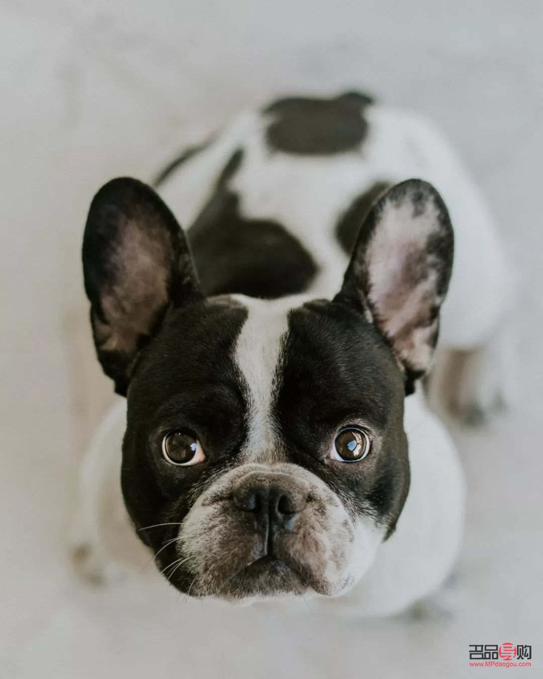 法斗经期身体怎么护理(法斗经期应注意什么)