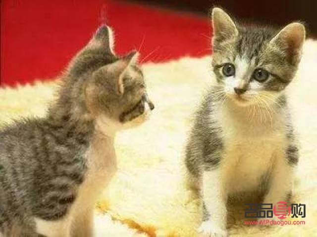 <h3>早产猫咪身体护理全攻略</h3>