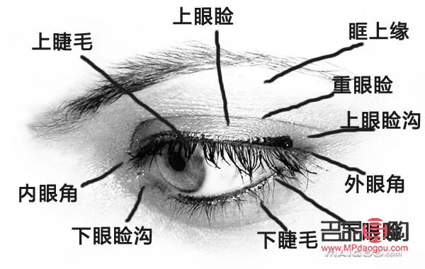眼睛都有哪些部位组成(眼睛都有哪些部位组成图片)