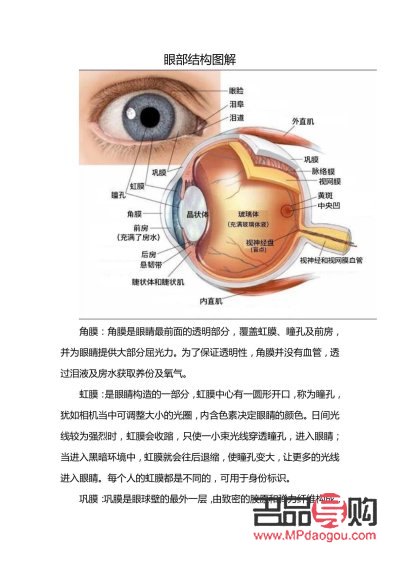 眼睛都有哪些部位组成(眼睛都有哪些部位组成图片)