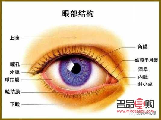 眼睛都有哪些部位组成(眼睛都有哪些部位组成图片)