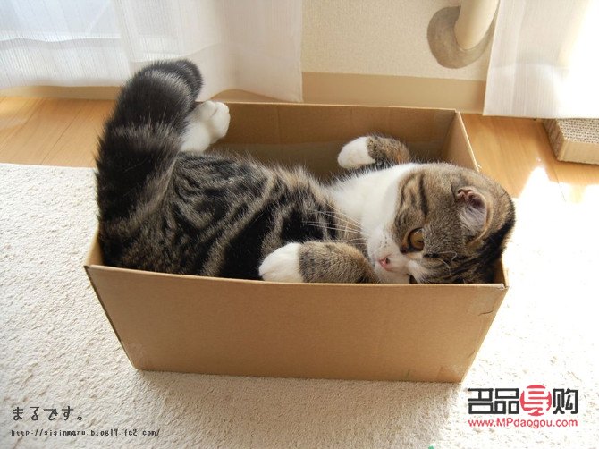 <h3>如何优雅地为猫咪开启礼物箱子</h3>