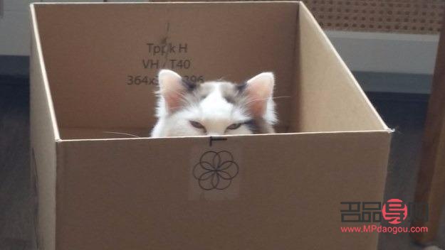 如何优雅地为猫咪开启礼物箱子
