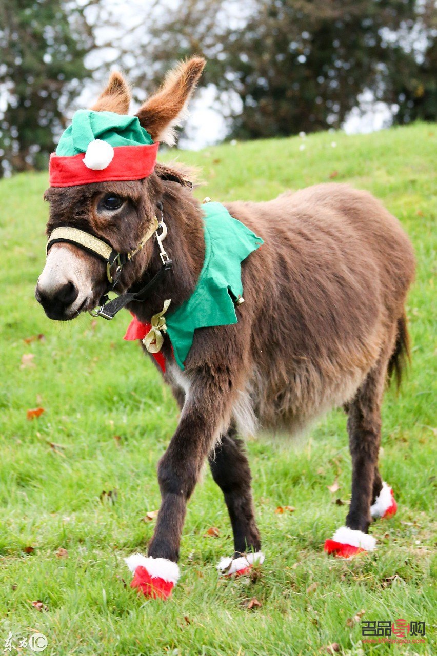 <h3>当老人未能收到期待中的礼物，我们该如何安慰？</h3>