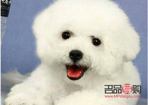 比熊身体护理有哪些药(比熊身体护理有哪些药品)