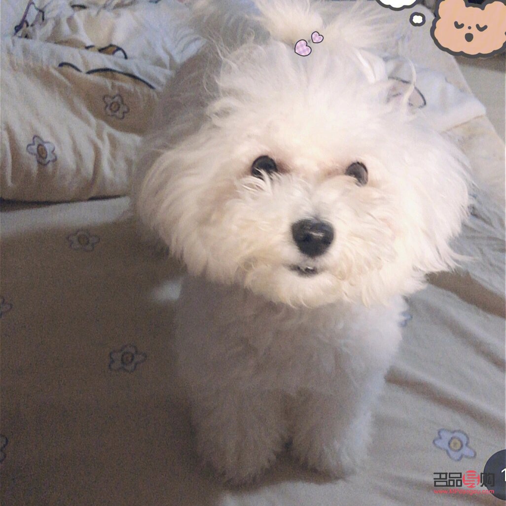 比熊身体护理有哪些药(比熊身体护理有哪些药品)