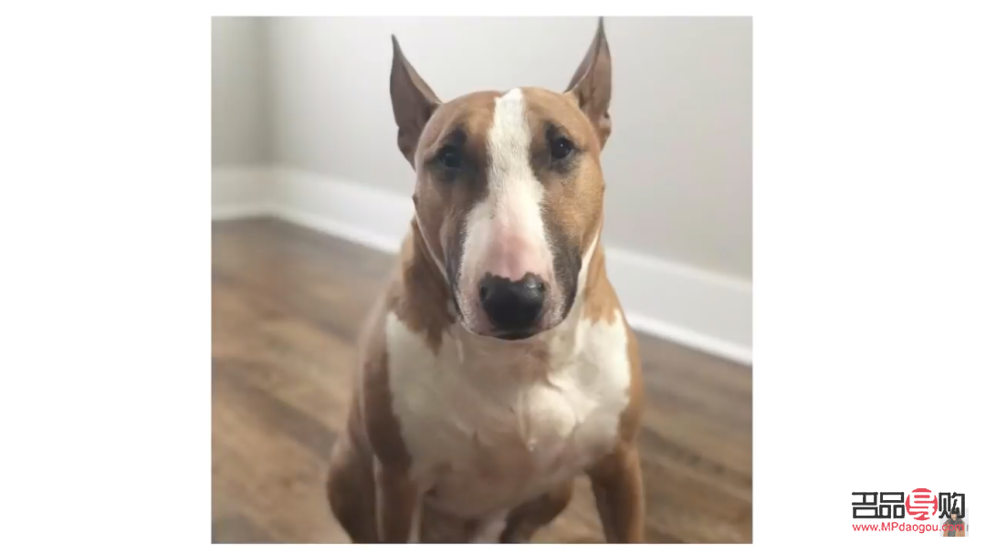 老狗怎样护理身体好呢(老狗怎样护理身体好呢视频)