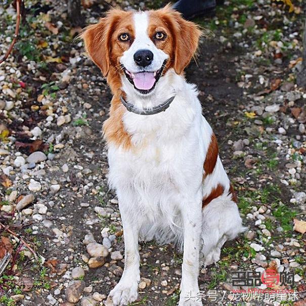 狗狗眼如何画眼线好看(狗狗眼如何画眼线好看图片)